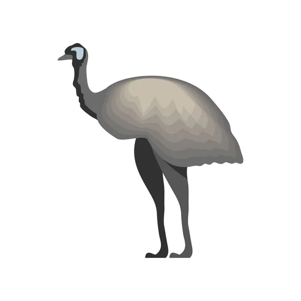Cassowary bird w Australii — Wektor stockowy