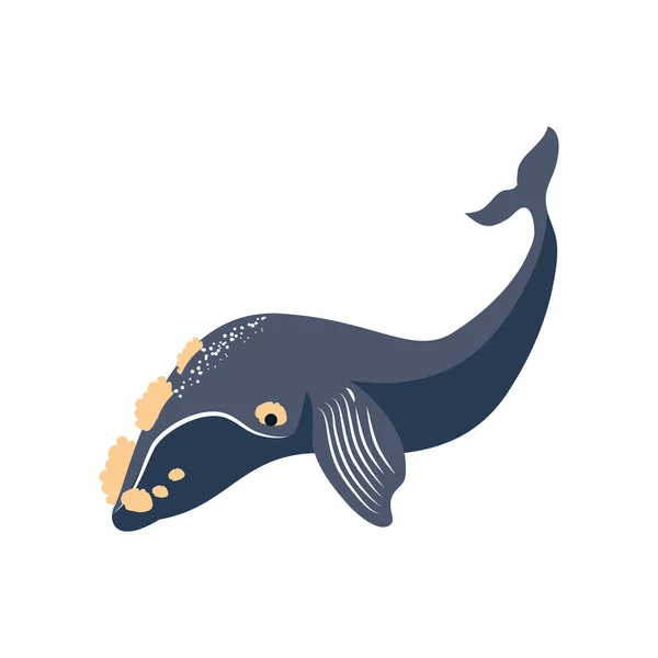 Ballena franca del sur — Vector de stock