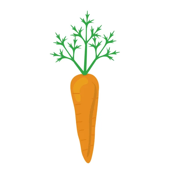 Carrot fresh vegetable — Stock Vector