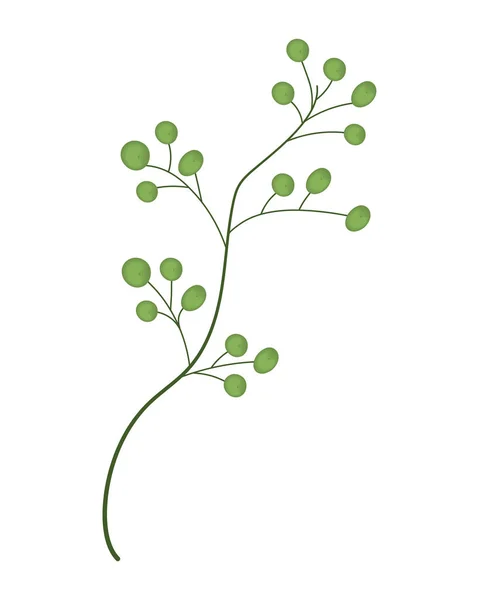 Icône de feuillage branche — Image vectorielle