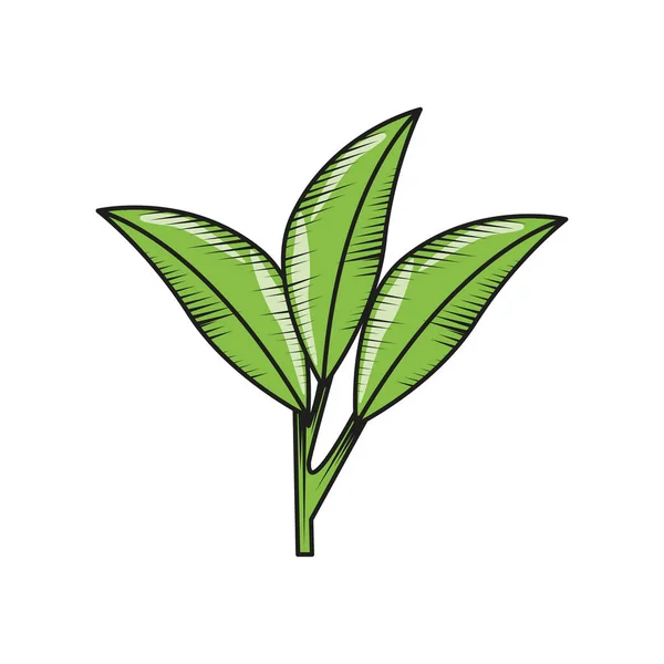 绿叶自然 — 图库矢量图片