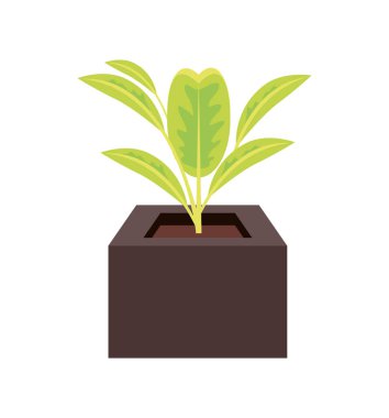 ev bitkisi iç dekorasyonu