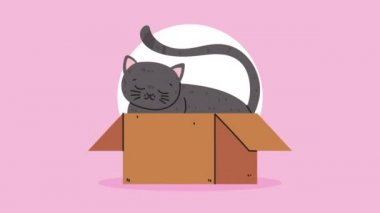 Kutu animasyonundaki sevimli kedi maskotu.