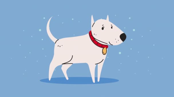Lindo perro mascota blanco animación — Vídeo de stock