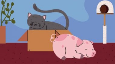 Domuz ve kedi maskotları animasyonu