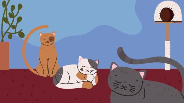 Trois chats mignons à la maison — Video