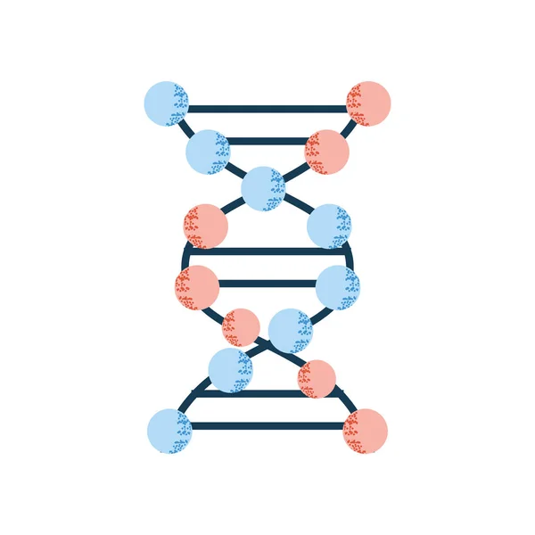 Struktura cząsteczek DNA — Wektor stockowy