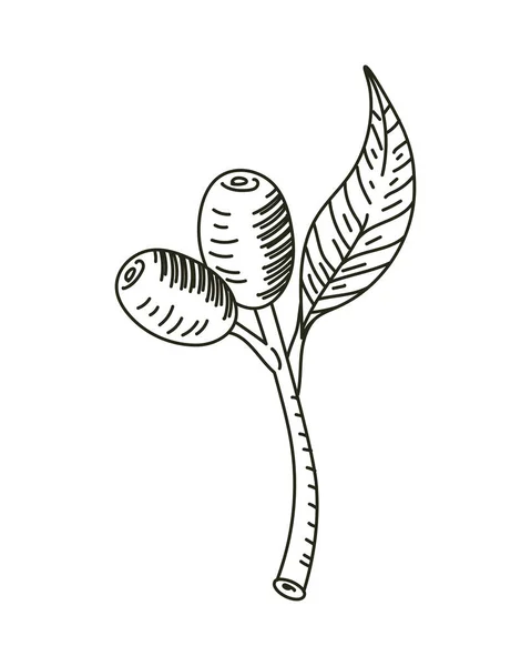 올리브 잎 — 스톡 벡터