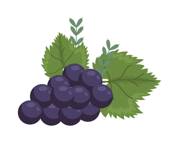 Racimo de uvas fruta — Vector de stock