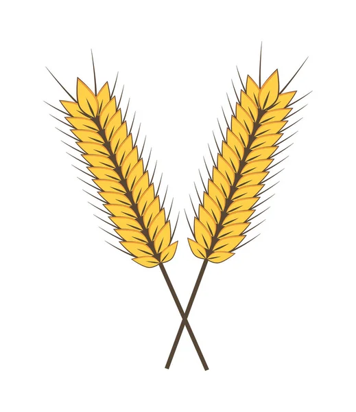 Uši z pšenice — Stockový vektor