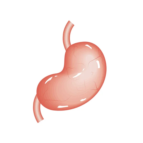 Estomac organe humain — Image vectorielle