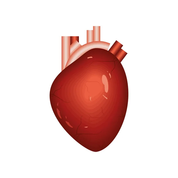 Coração órgão humano —  Vetores de Stock