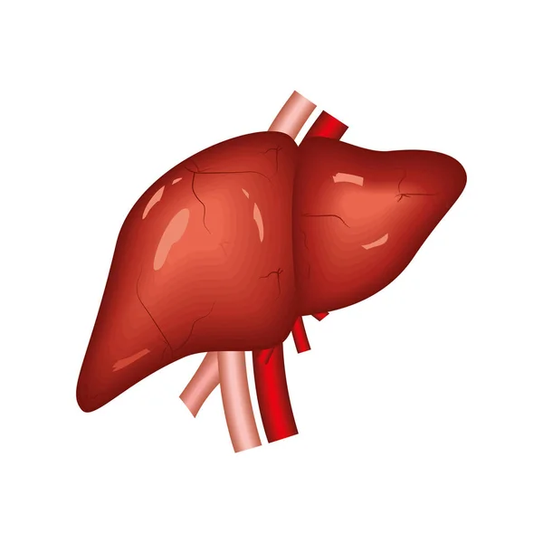 肝臓ヒト器官 — ストックベクタ