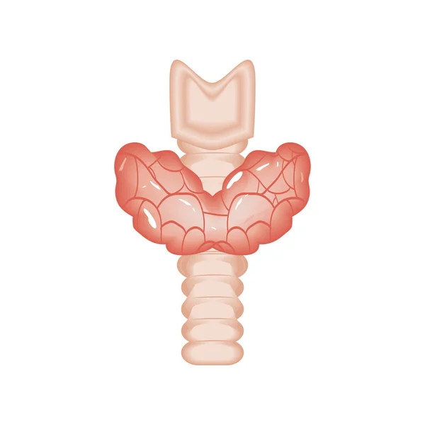 Órgano humano tiroideo — Archivo Imágenes Vectoriales