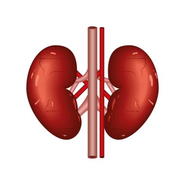 Böbrekler insan organı