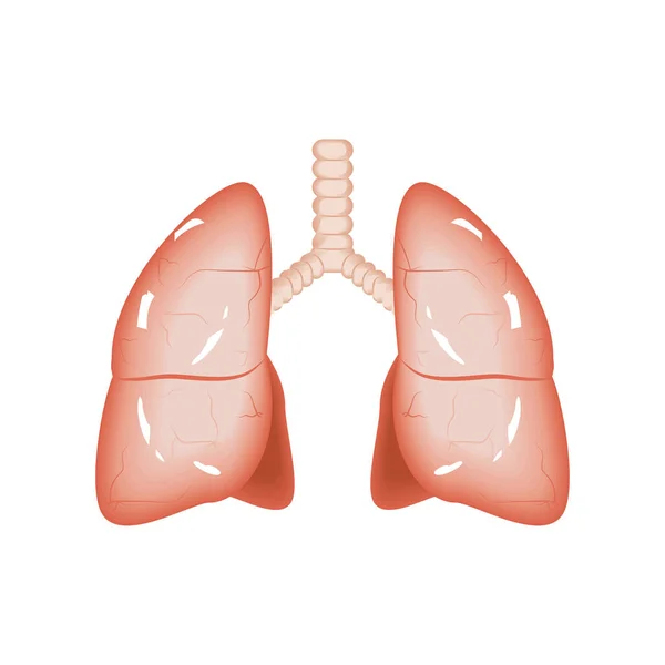 Pulmones cuerpo humano — Vector de stock