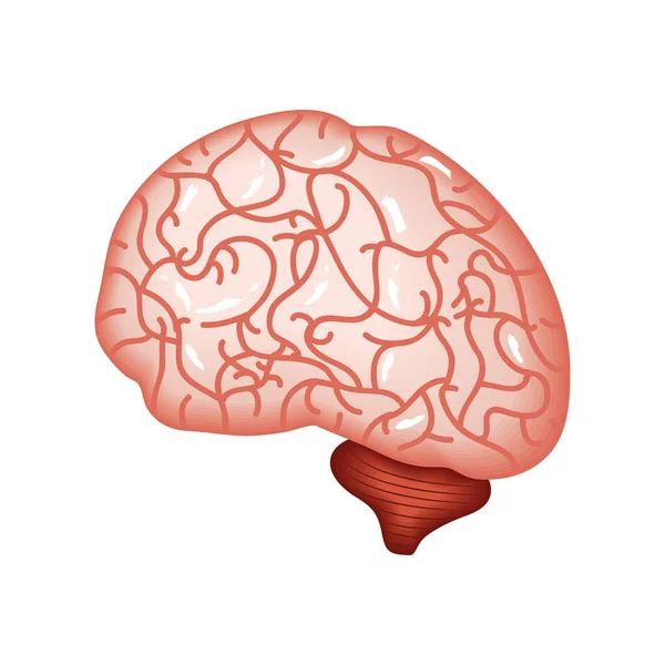 Brain human organ — Stock Vector