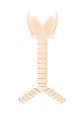 İç soluk borusu insan organı