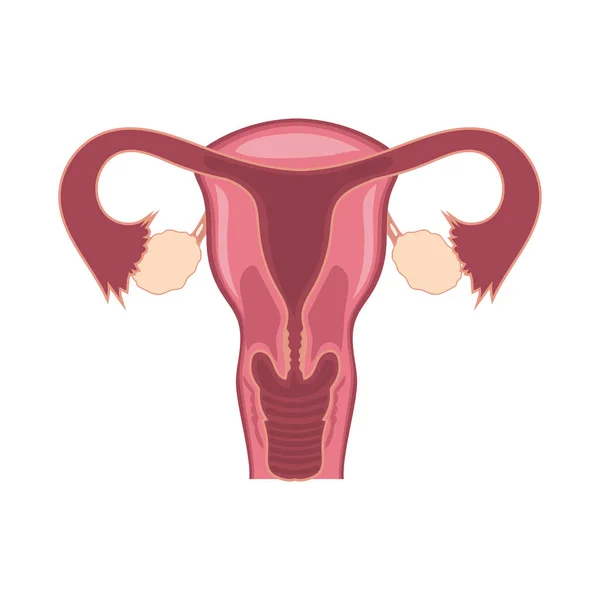 Female reproductive system — Stock Vector