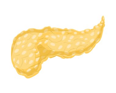 pankreas insan vücudu parçası