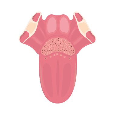 dil insan vücudu parçası