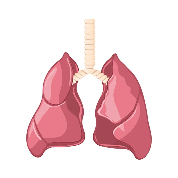 Pulmones parte del cuerpo humano — Vector de stock