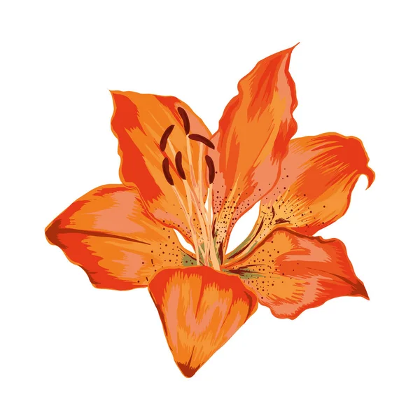 花の熱帯性 — ストックベクタ