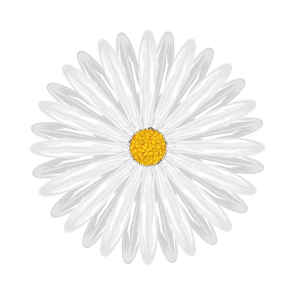 Flower daisy nature — Stock Vector