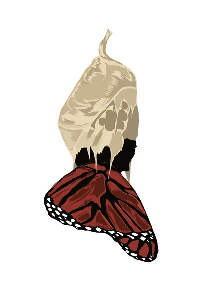 Icono de desarrollo de mariposa — Vector de stock