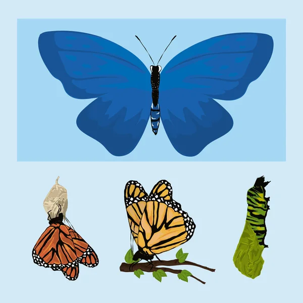 Farfalla forma evolutiva — Vettoriale Stock
