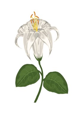 Çiçek Beyaz Arkaplan