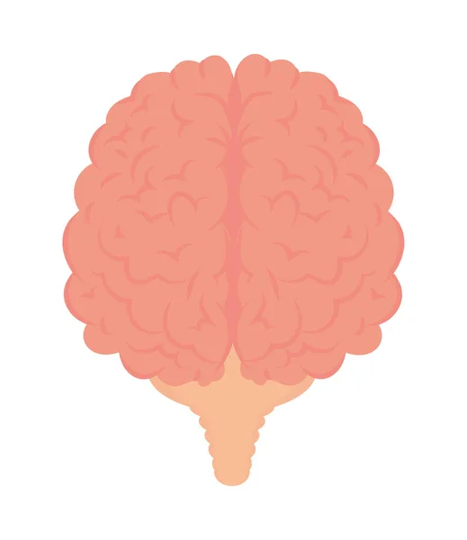 人类大脑器官 — 图库矢量图片