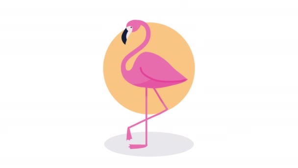 Summer season flamingo bird animation — Video Stock