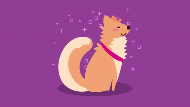 Cute domestic dog pet animation — Stock Video