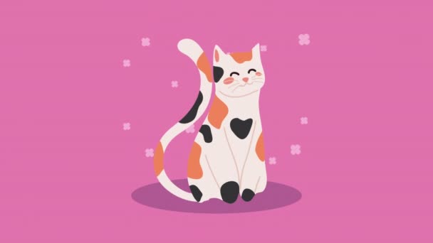 Cute domestic cat pet animation — 图库视频影像