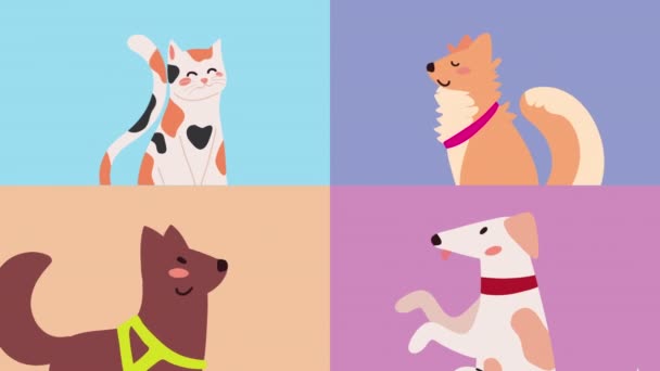 Cute domestic mascots animation — Stock Video
