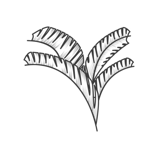 Tropikal Palmiye Yaprağı Botanik Simgesi — Stok Vektör