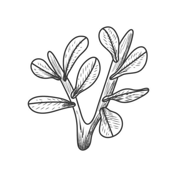 Branches Plante Botanique Icône Isolé — Image vectorielle