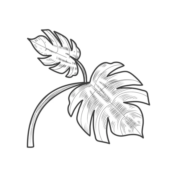 Palmblätter Botanischer Symbolvektor Isoliert — Stockvektor