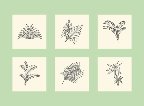 Icônes Branches Botanique Nature Design — Image vectorielle