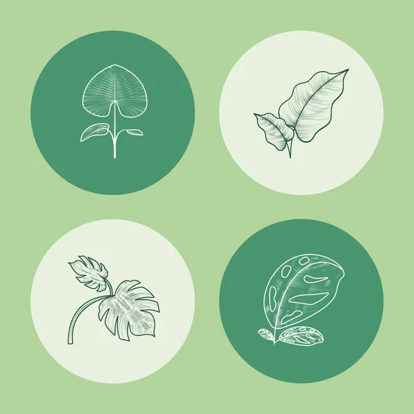 Ikony Botanické Rostliny Listy Design — Stockový vektor