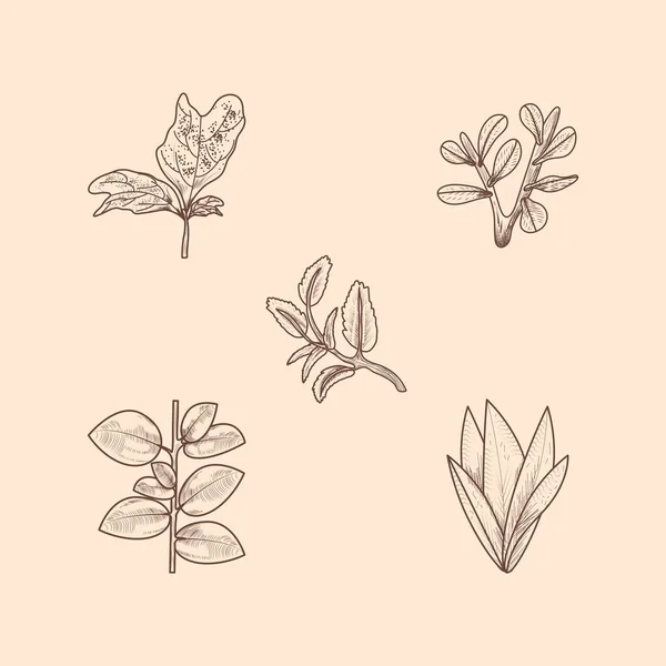 Icons Leaves Foliage Botanical Design — Stock Vector