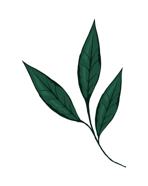 緑の枝の葉の性質と植物のアイコン — ストックベクタ