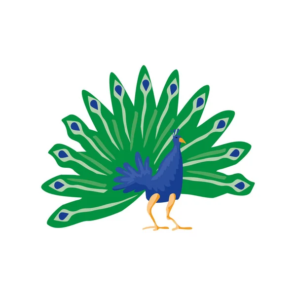 Peacock Open Tail Icon Isolated — 图库矢量图片