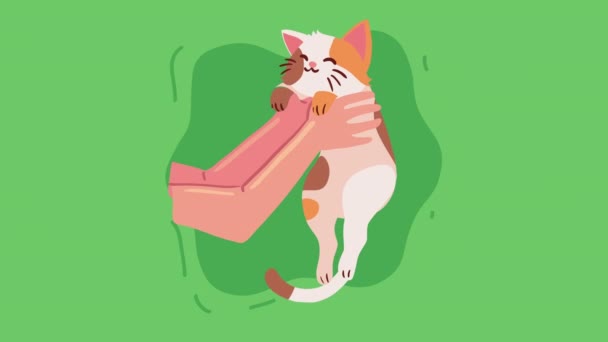 Hands Lifting Little Cat Animation Video Animated — Video