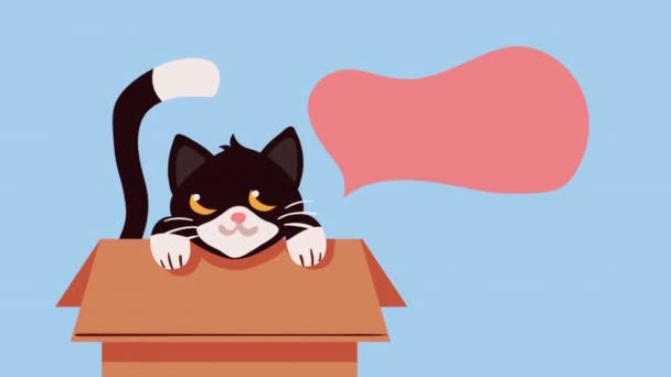 Roztomilý Kočička Krabici Karton Animace Video Animované — Stock video