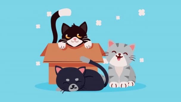 Cute Cats Carton Box Animation Video Animated — Wideo stockowe