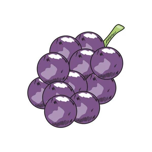 Mulberry Superfood Fruit Icon Isolated — ストックベクタ