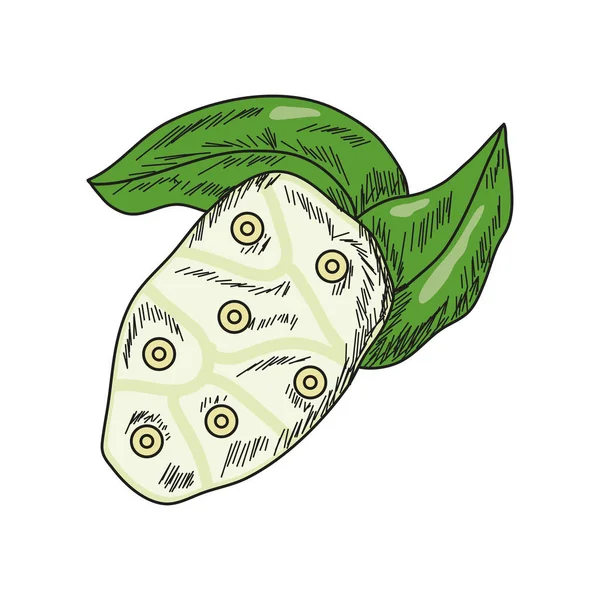 Noni Superfood Isolated Icon Flat — 图库矢量图片