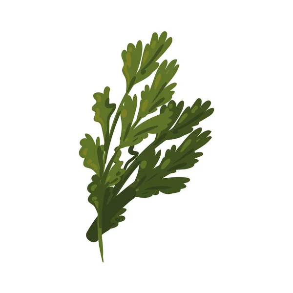 Green Coriander Leaves Isolated Icon — Vector de stock